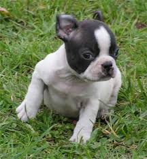  Französische Bulldoggen Welpen Bullywelpen, French Bulldog Welpen