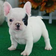 Französische Bulldoggen Welpen Bullywelpen, French Bulldog Welpen