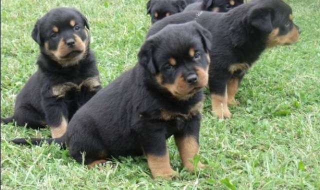 Kräftige Rottweiler Welpen