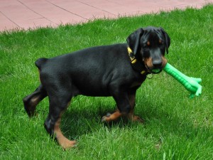 4 Dobermann Welpen zur Verfügung