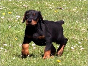 Entzückende Dobermann-Welpen zur Verfügung