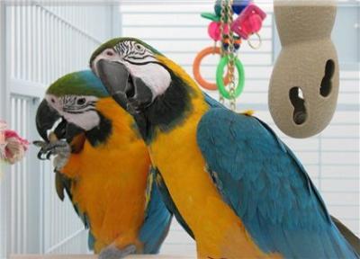 Regalo. Azul y gris guacamayo para su aprobación