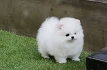  Reinrassige Zwergspitz Pomeranian Welpen   