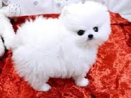 Pomeranian Zwergspitz .   