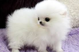 Pomeranian zwergspitz Boo Welpen