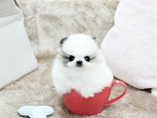 Startseite Ausgebildete Pomeranian Welpen