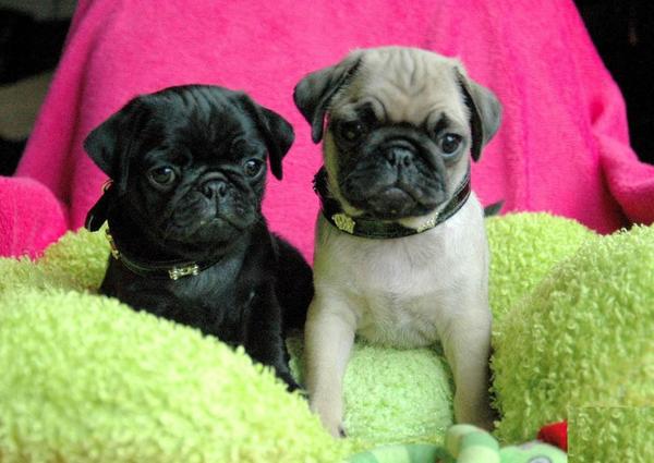 Nettes Geschenk pug / Pugwelpen