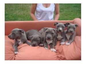  American Bully Welpen  3 Mädchen und 4 Jungs