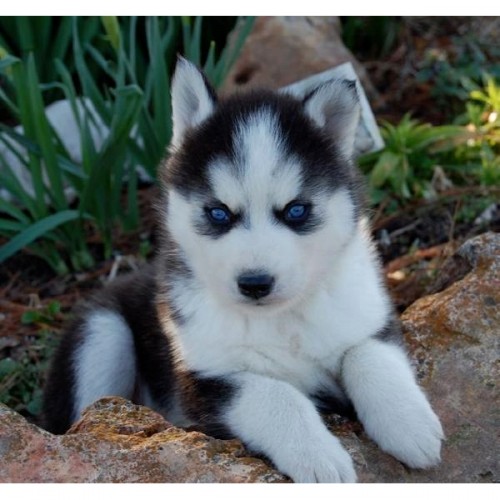 Wunderschöne -Siberian huskybaby