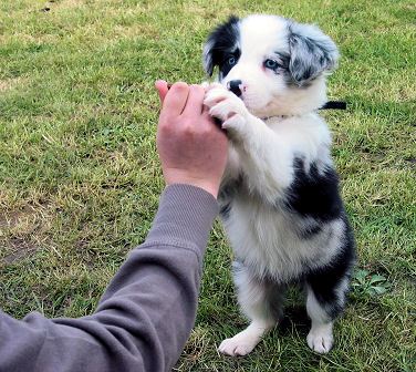 Border-Collie-Welpen-Geschenk