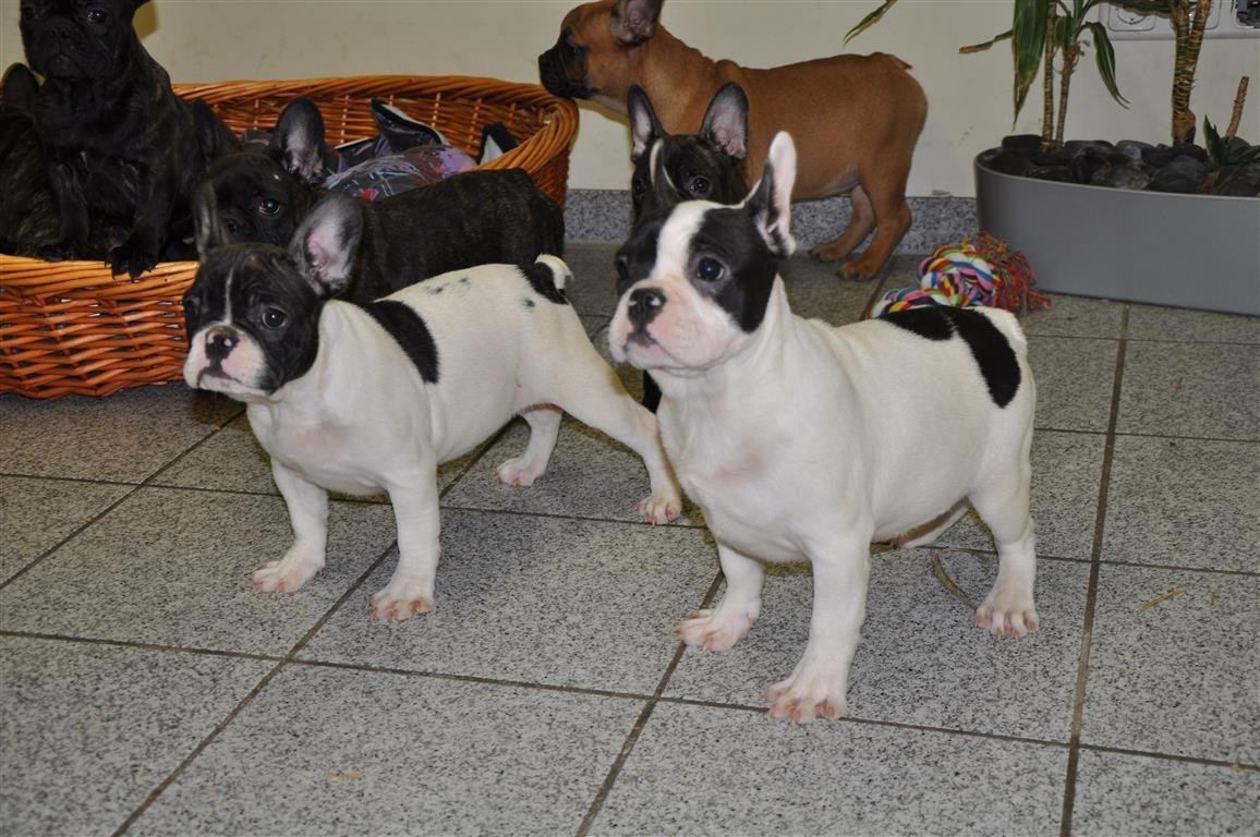 Französische Bulldoggen Welpen 11 Wochen 