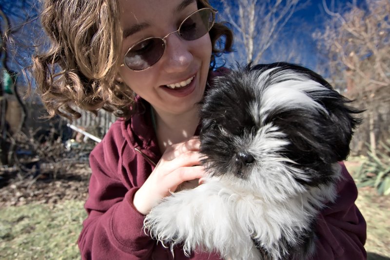 Shih-Tzu Perro