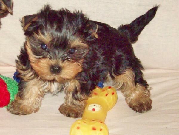 Reinrassige Yorkshire Terrier Welpen Sucht Ein Liebevolles Zuhause