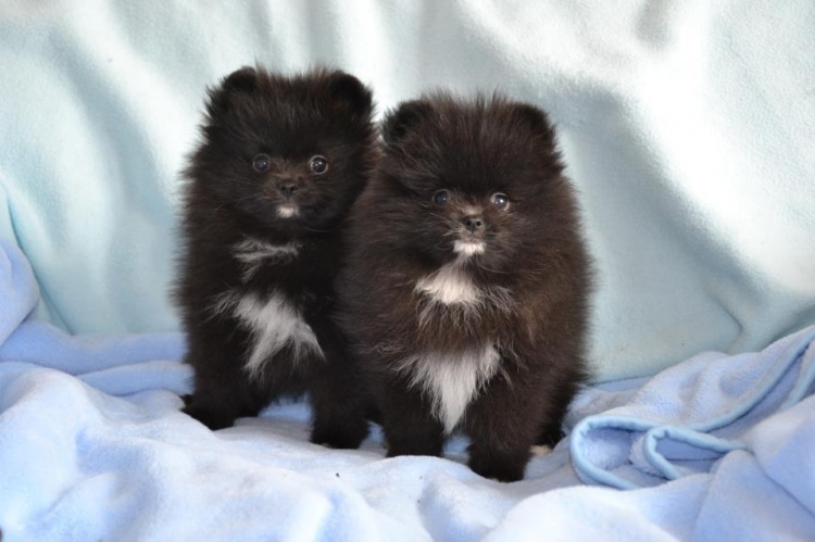 PomeranianZwergspitz Babys in tollen Farben(200€)