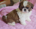 Zï¿½CHTER WELPE SHIH TZU