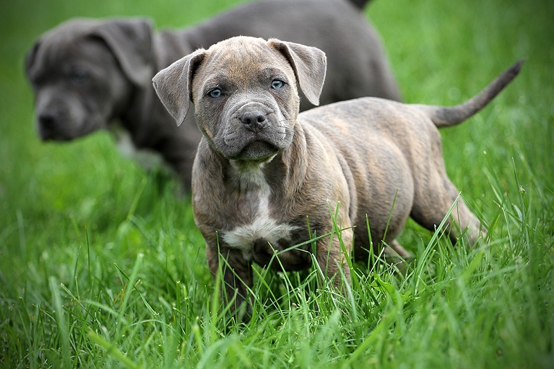 Blueline welpen American Pitbull Terrier