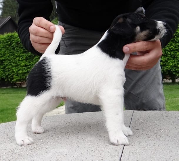 Reinrassig Foxterrier welpen