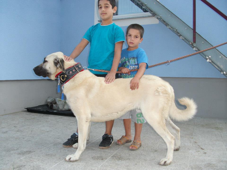 Kangal zu Verkaufen