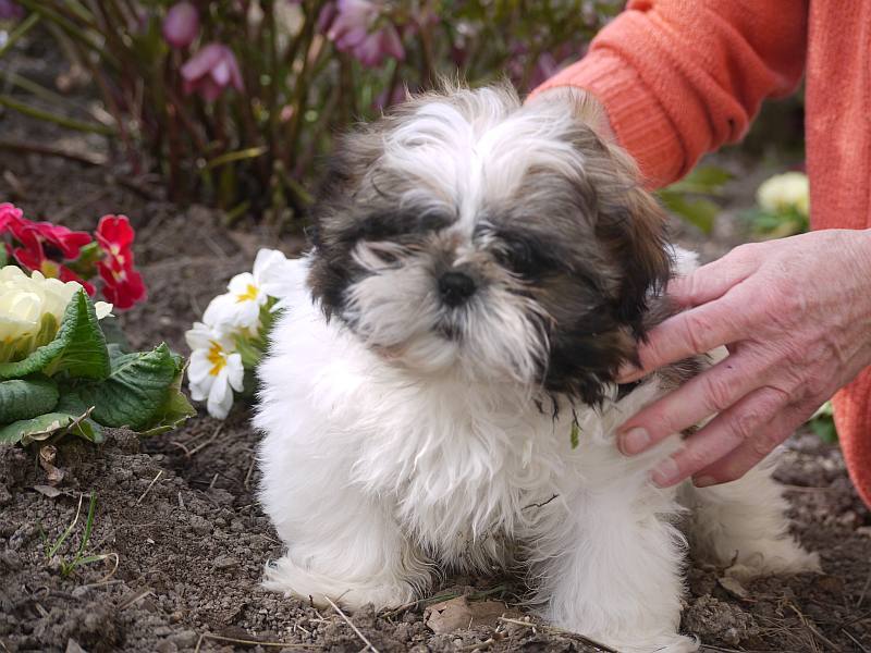 Sonntags Glücks Shih Tzu Welpen suchen dich!