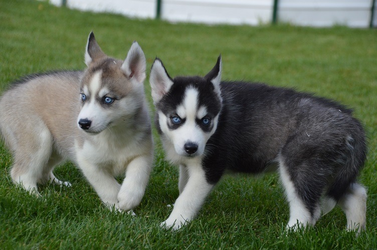 Reinrassige siberian Husky Welpen