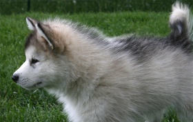 Alaskan-Malamute-Welpen