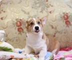 welsh corgi pembroke kaufen