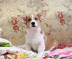 corgi welpe