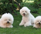 Bichon frise Züchter