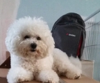 Bichon frise welpe pris