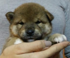 wo kaufen shiba inu