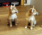 Streu welpen shiba inu