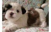 Shih Tzu Welpen suchen ein neues Zuhause