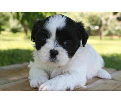 Reinrassige Shih Tzu Welpen