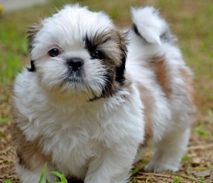 Männliche und weibliche Shih Tzu Welpen zur Verfügung