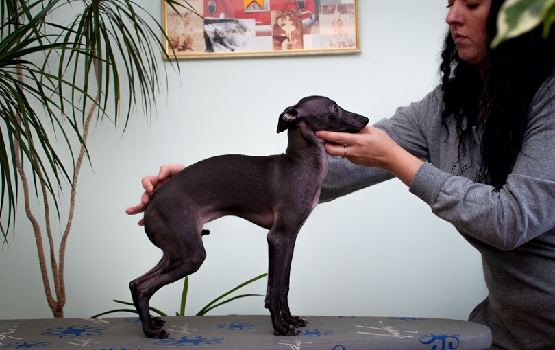 Gorgeous Italian greyhound puppy / Italienisches Windspiel