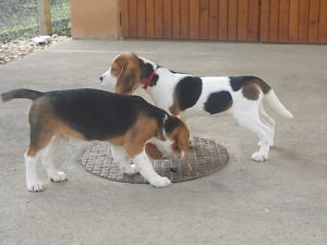 Beagle Tricolor Welpen