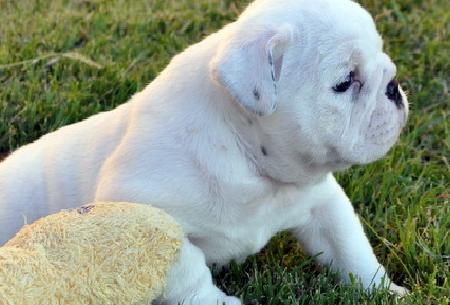 Englisch Bulldogge Welpen zur Annahme