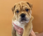 shar-pei x englische bulldoggue weiblich