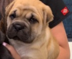 3 Shar-Pei-Hundewelpen