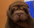  Shar Pei-Weibchen, geboren im August