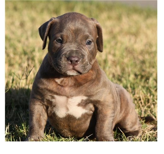 Lion Style American Pitbull Terrier Welpen!!! Blueline!!!