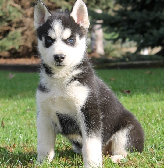  Siberian Husky Welpen zu verkaufen