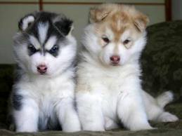 Siberian Husky Welpen Sibirische Huskywelpen