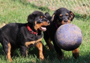 Gut ausgebildete Rottweiler Welpen bereit für neue Heimat