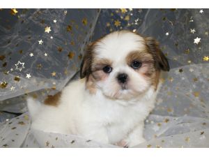 Teacup Shih-Tzu Welpen für ein glückliches Zuhause.