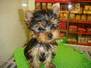 Yorkie Babys sind dringend auf der Suche nach einem schönen Haus vor Valentinstag