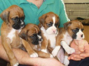 Entzückender Boxer Welpen zu verkaufen