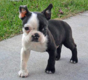 Gesundheit Boston Terrier Welpen zu verkaufen