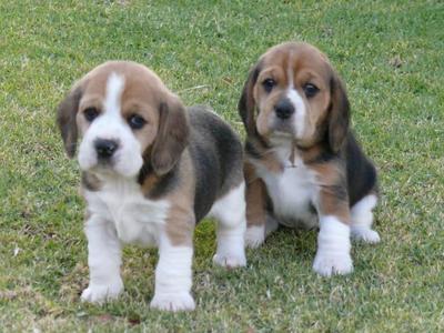 adorable Beagle Welpen für ein glückliches Zuhause.