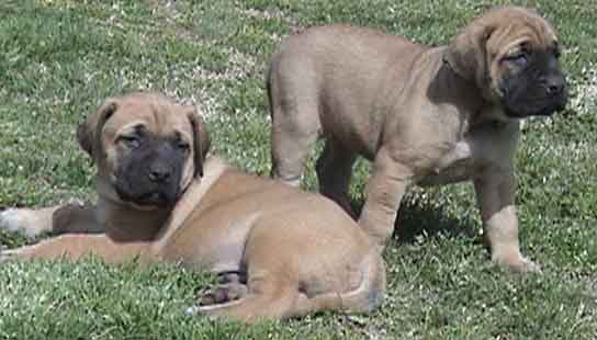 Gesundheit Mastiff Welpen zu verkaufen